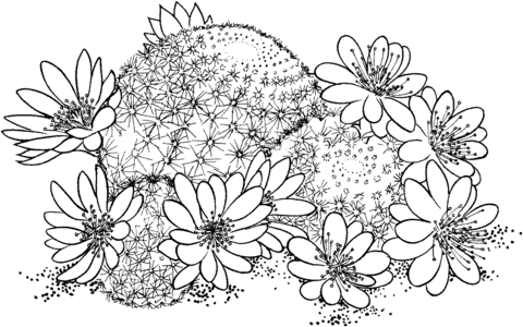 Rebutia Deminuta Or Crown Cactus Coloring Page